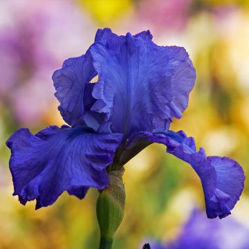 Iris Storm Center - Bearded Iris