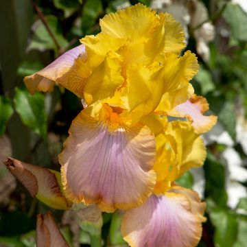 Iris Sunset Sky - Tall Bearded Iris