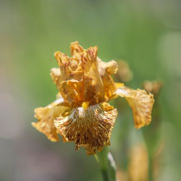 Iris germanica Tiger Honey - Iris des Jardins
