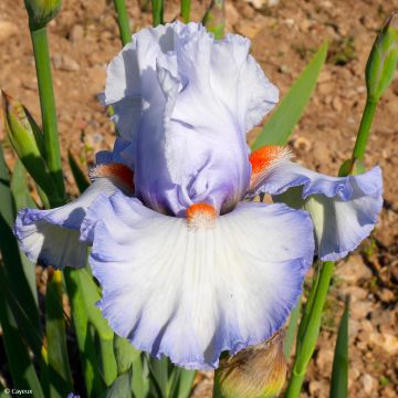 Iris Waterline - Bearded Iris