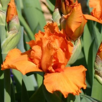 Iris Poil De Carotte - Bearded Iris