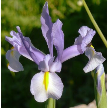 Iris x hollandica King Mauve