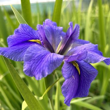 Iris laevigata Latour Marliac - Water Iris