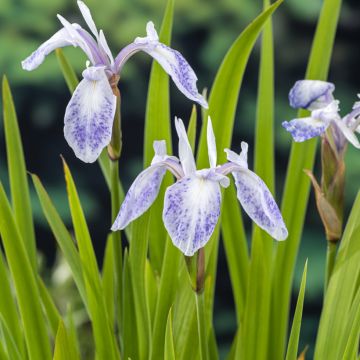 Iris laevigata Queen Victoria