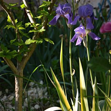 Iris pallida Variegata - Sweet Iris
