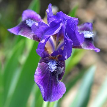 Iris Brannigan - Dwarf bearded Iris