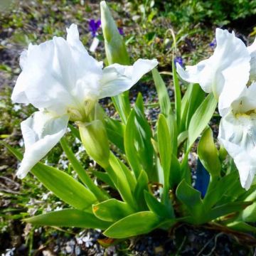 Iris pumila Bright White - Dwarf bearded Iris