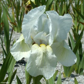 Iris pumila Dream Stuff - Dwarf bearded Iris
