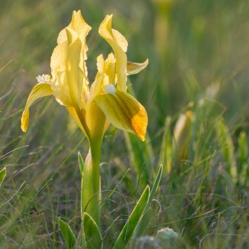Iris pumila Yellow - Dwarf bearded Iris