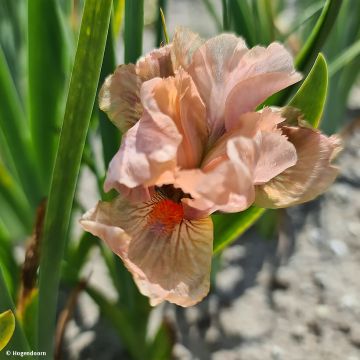 Iris pumila LA Ballet - Dwarf bearded Iris