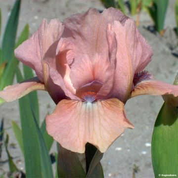 Iris pumila Volts - Dwarf bearded Iris