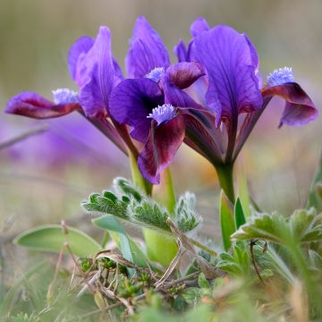 Iris Daring Do - Dwarf bearded Iris