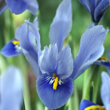 Iris reticulata Alida - Netted iris