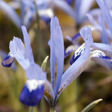 Iris reticulata Clairette