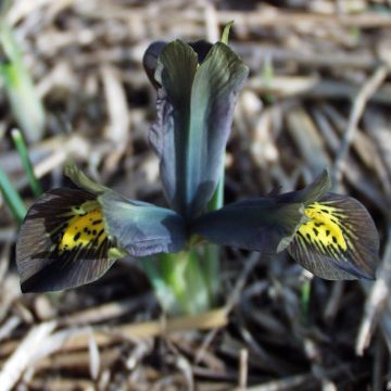 Iris reticulata Down to Earth
