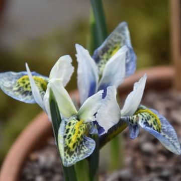 Iris reticulata Splish Splash