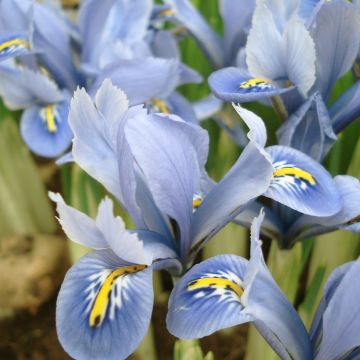 Iris reticulata Blue Planet