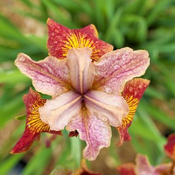 Iris sibirica Paprikash - Siberian Iris