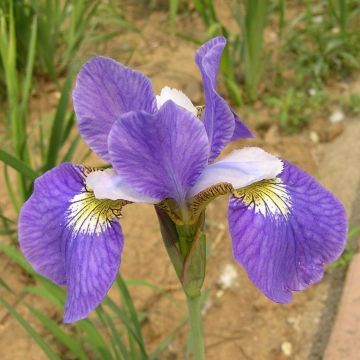 Iris sibirica Perrys Blue - Siberian Iris