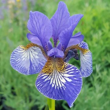 Iris sibirica Persimmon - Siberian Iris