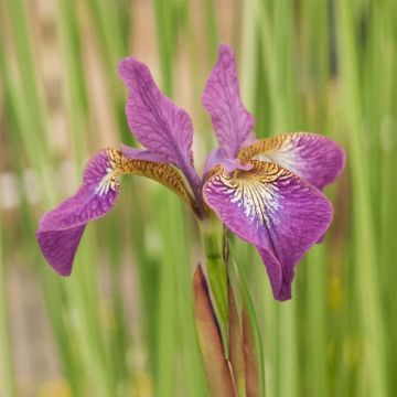 Iris sibirica Sparkling Rose