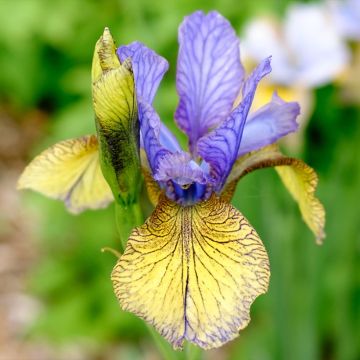 Iris sibirica Tipped in Blue - Siberian Iris