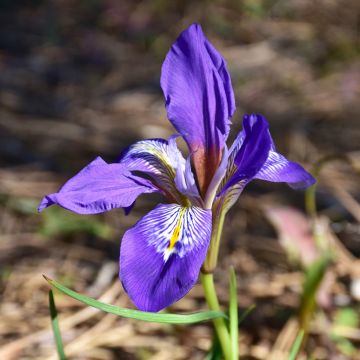 Iris unguicularis - Algeria Iris