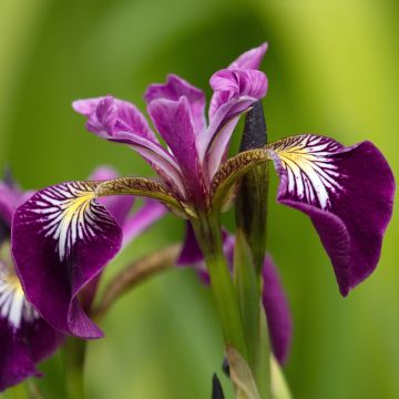 Iris versicolor Berlin Versilaev - Water Iris