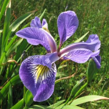 Iris versicolor Variegata - Water Iris