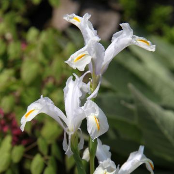 Iris magnifica 