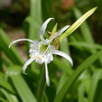 Hymenocallis festalis Blanche