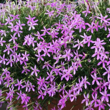 Isotoma Stella Pink - Rock Isotome