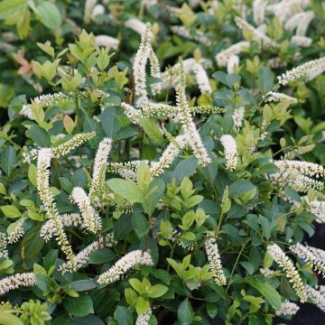 Itea virginica Scentlandia