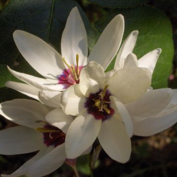 Ixia Giant - Corn lily