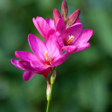 Ixia Rose Emperor - Corn lily