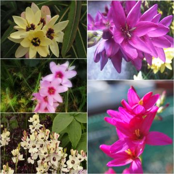 Ixia Mix - Corn lily