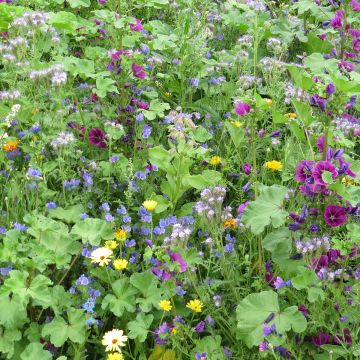 Organic Mix of Nectar-bearing Flowers