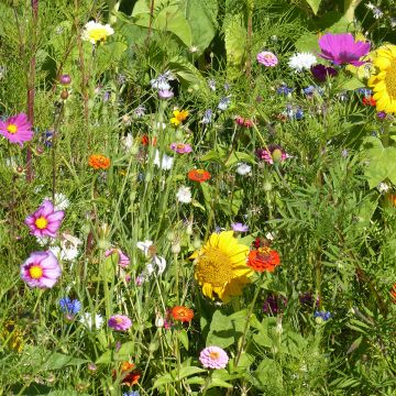 Mix of Flowers for Bees and Pollinators