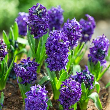 Hyacinthus x orientalis Atlantic