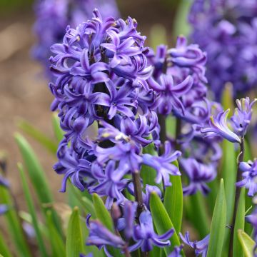 Hyacinthus Blue Pearl - Garden Hyacinth