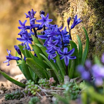 Hyacinthus Blue star - Garden Hyacinth