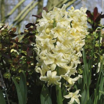 Hyacinthus x orientalis City of Harleem