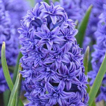 Hyacinthus x orientalis Crystal Palace