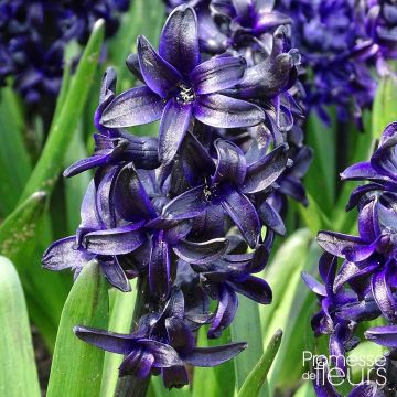 Hyacinthus x orientalis Dark Dimension