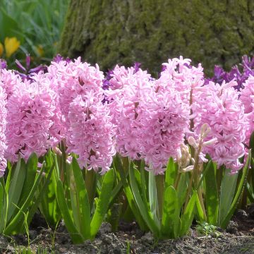 Hyacinthus Fondant Prepared