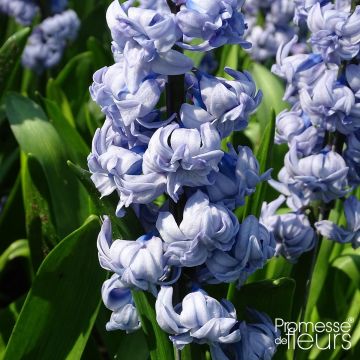 Hyacinthus x orientalis General Kohler