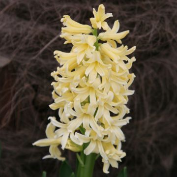 Hyacinthus x orientalis Gipsy Princess