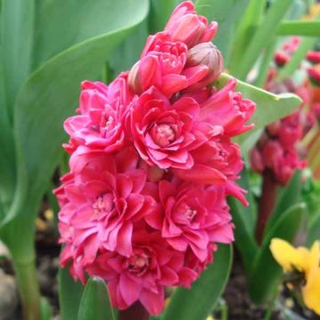 Hyacinthus x orientalis Hollyhock