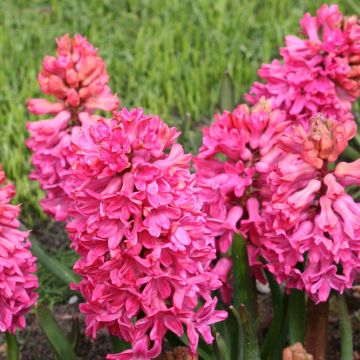 Hyacinthus Jan Bos -Prepared for forcing