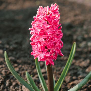 Hyacinthus x orientalis Jan Bos